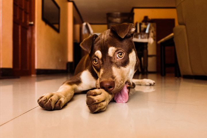 ペットショップエンゼル、初めて犬を迎える人向けに母犬・兄妹犬を見ての予約と購入後の無料健康相談会を案内